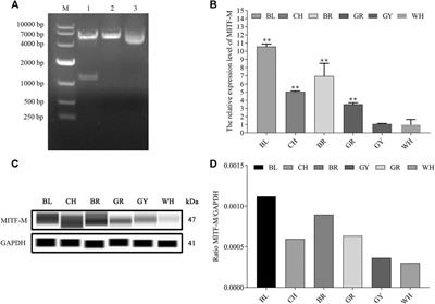 Deubiquitination of MITF-M Regulates Melanocytes Proliferation and Apoptosis